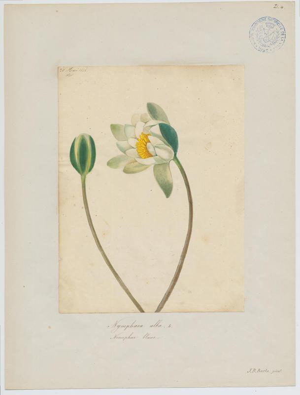 Nénuphar blanc ; plante à fleurs