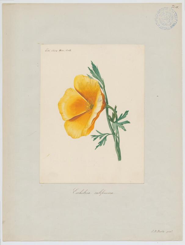 Pavot d'Amérique ; pavot de Californie ; plante à fleurs