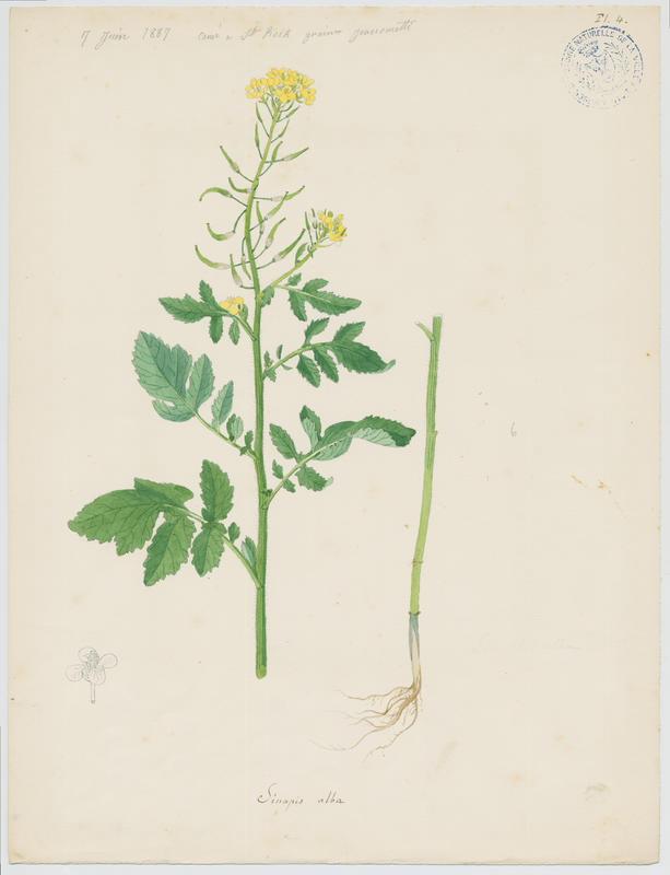 Moutarde blanche ; Sénevé ; plante à fleurs