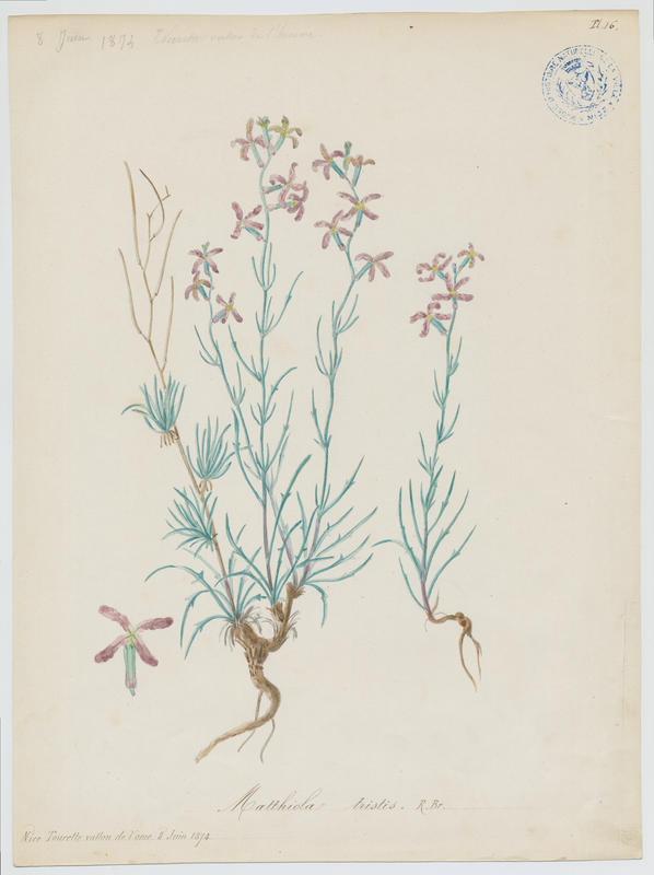 Matthiole en buisson; Matthiole triste ; plante à fleurs