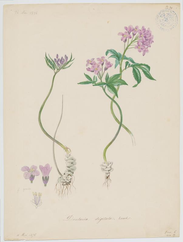 Cresson des bois ; plante à fleurs
