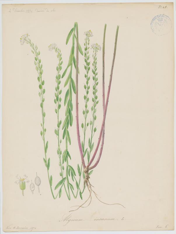 Alysson blanc ; Alysse blanche ; plante à fleurs