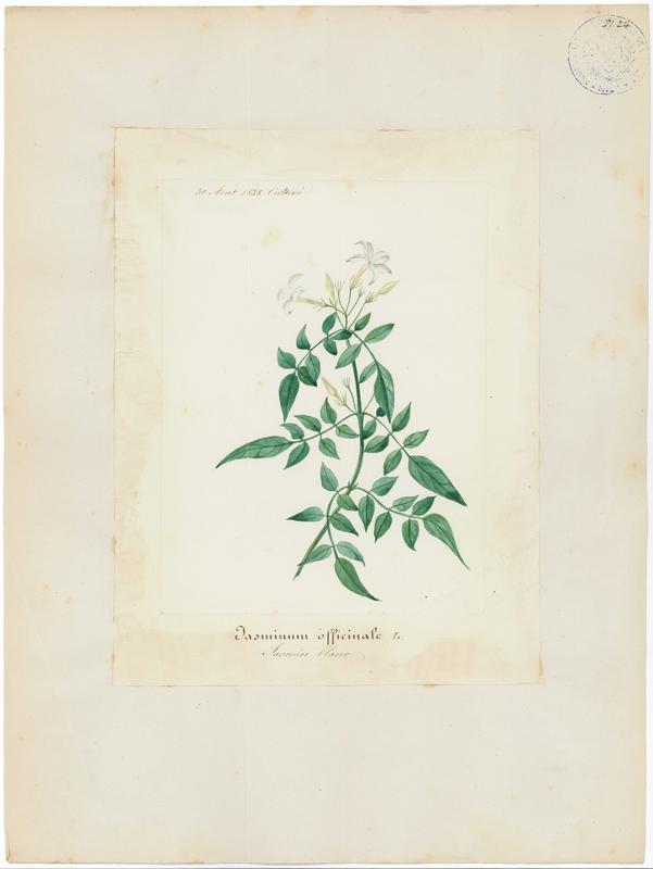 Jasmin blanc ; plante à fleurs