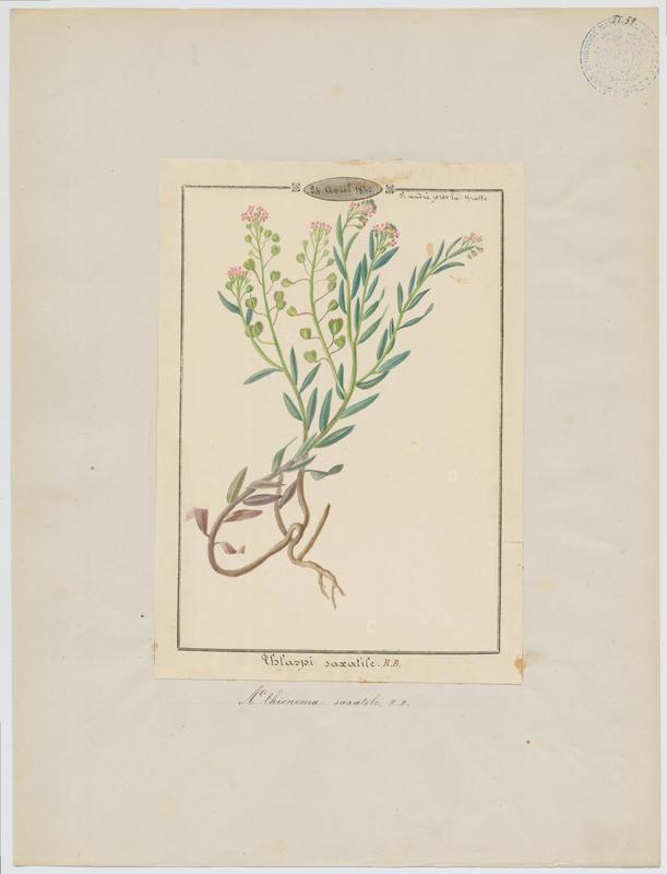 Aethionéme des rochers ; plante à fleurs