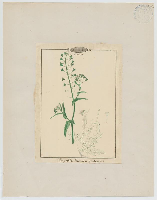 Bourse-à-pasteur ; plante à fleurs