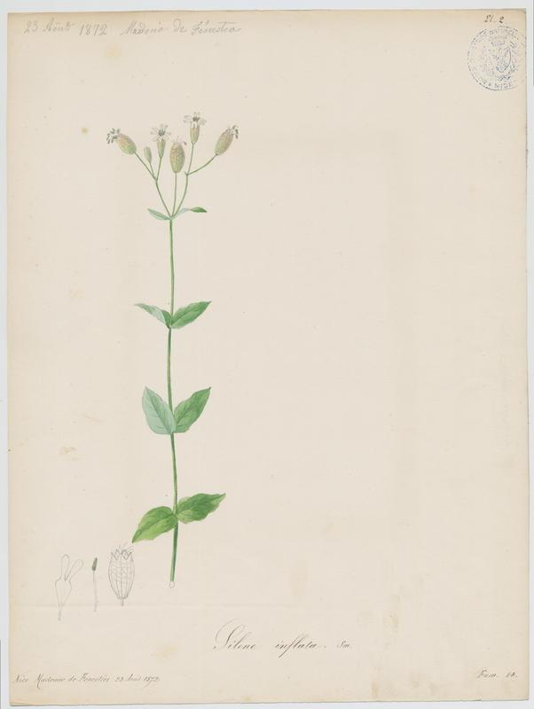 Silène commun ; Silène enflé ; plante à fleurs