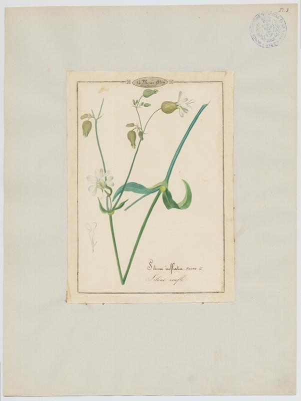 Silène enflé ; plante à fleurs
