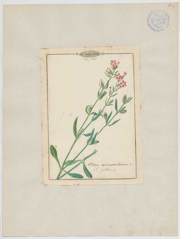 Silène de France ; plante à fleurs