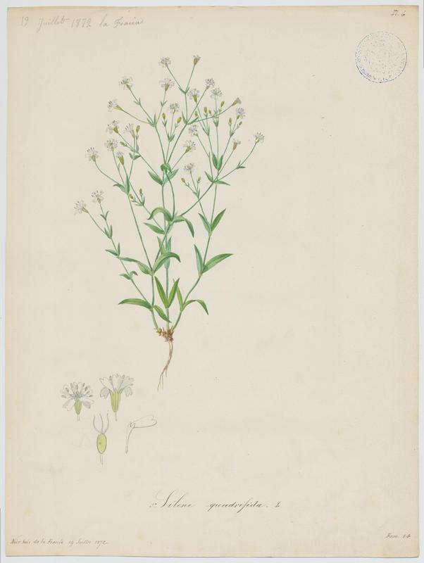 Silène miniature ; plante à fleurs