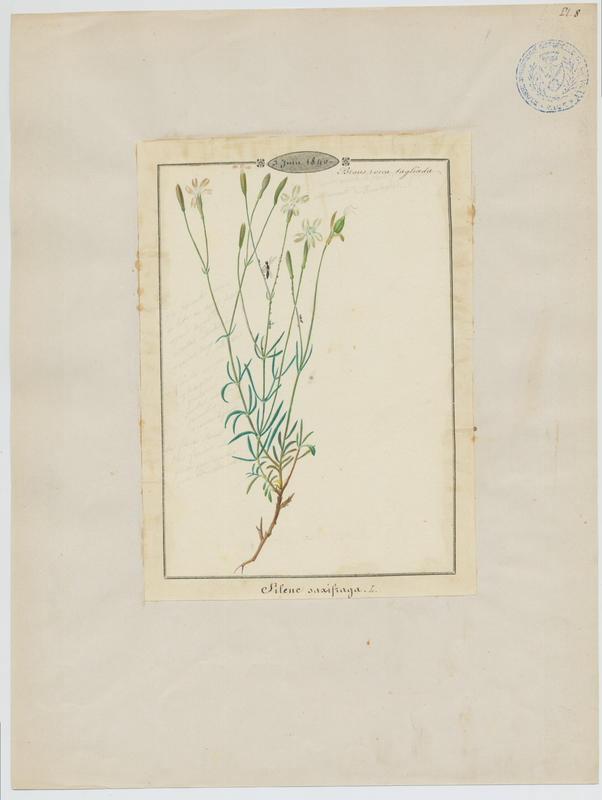 Silène saxifrage ; plante à fleurs
