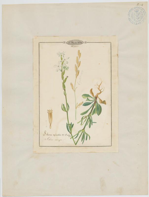 Silène en épi ; plante à fleurs