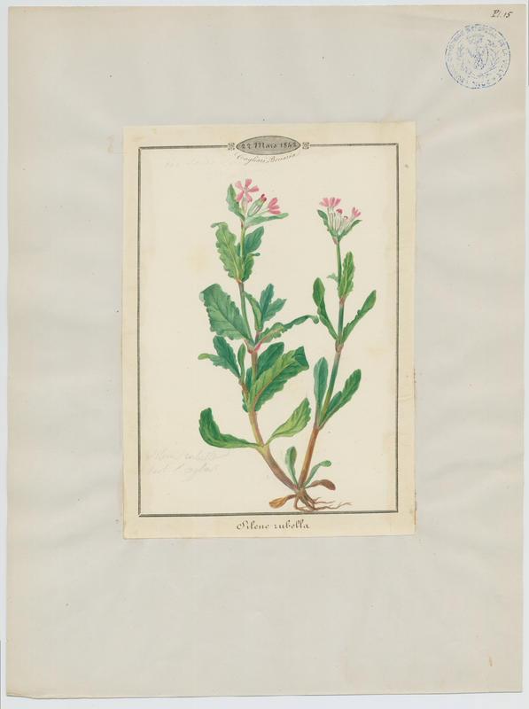 Silène rubella ; plante à fleurs