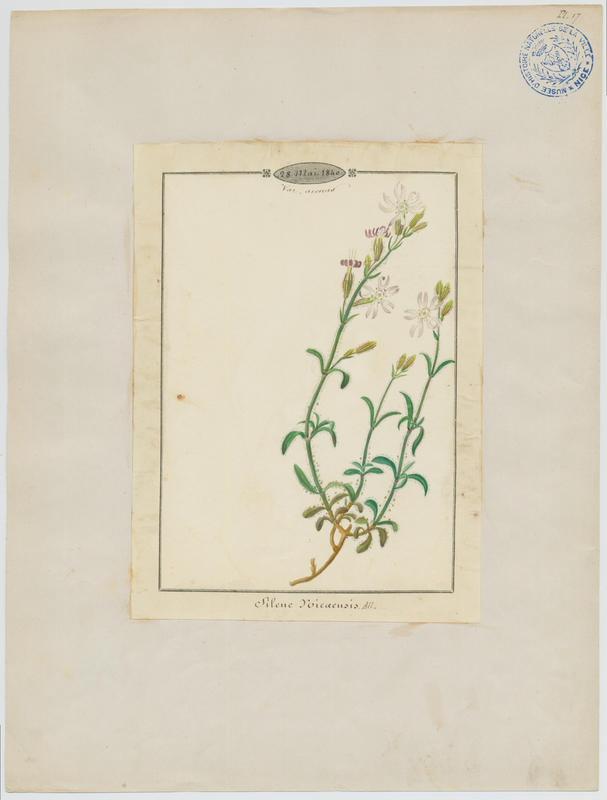 Silène de Nice ; plante à fleurs