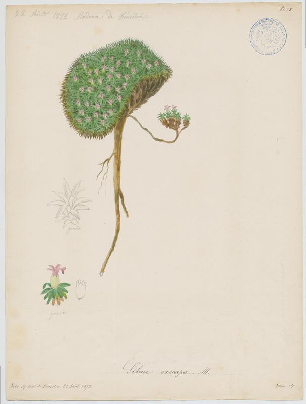 Silène sans pédoncule ; plante à fleurs