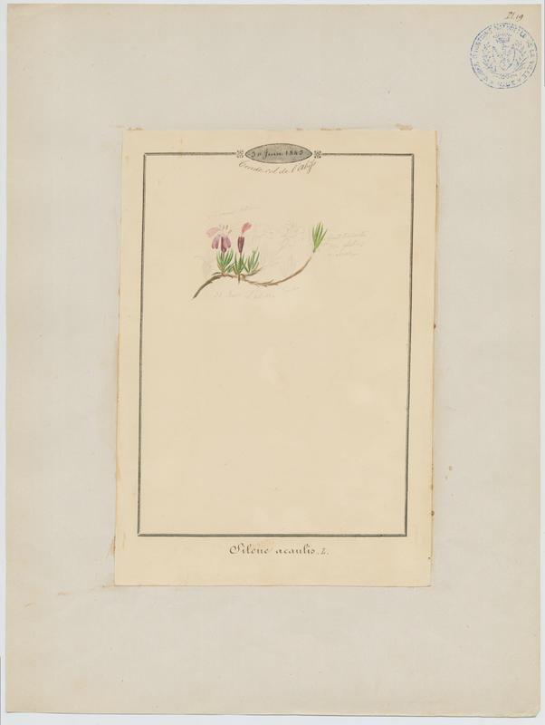 Silène acaule ; plante à fleurs