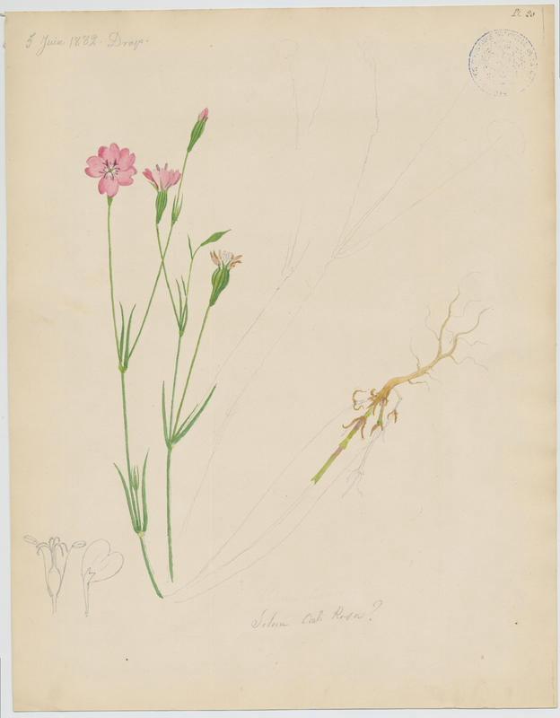 Silène Rose-du-ciel ; plante à fleurs