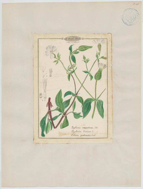 Compagnon blanc ; plante à fleurs