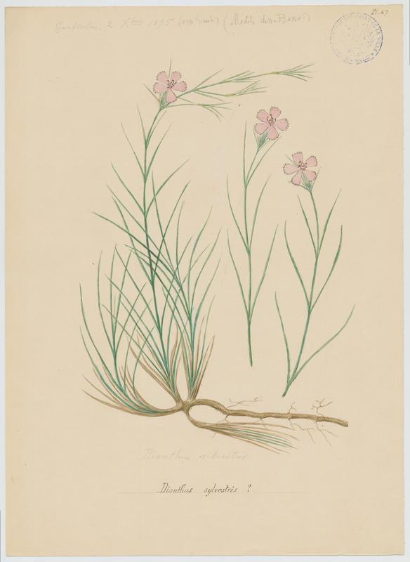 Oeillet sauvage ; Oeillet des rochers ; plante à fleurs