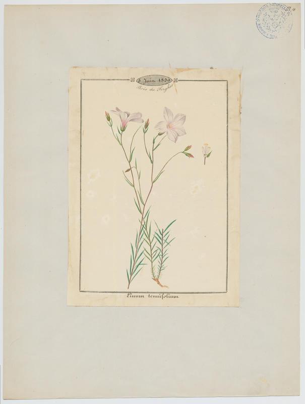 Lin à feuilles menues ; plante à fleurs