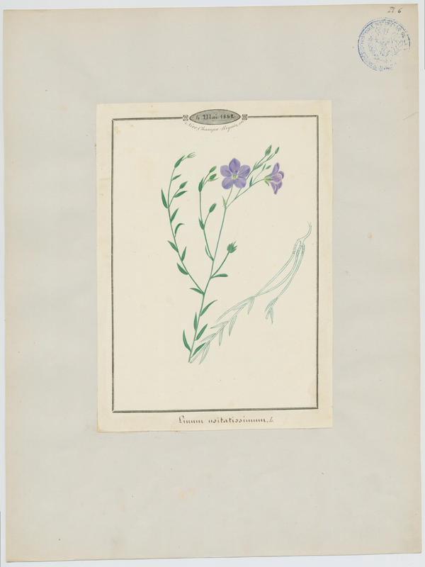 Lin cultivé ; plante à fleurs