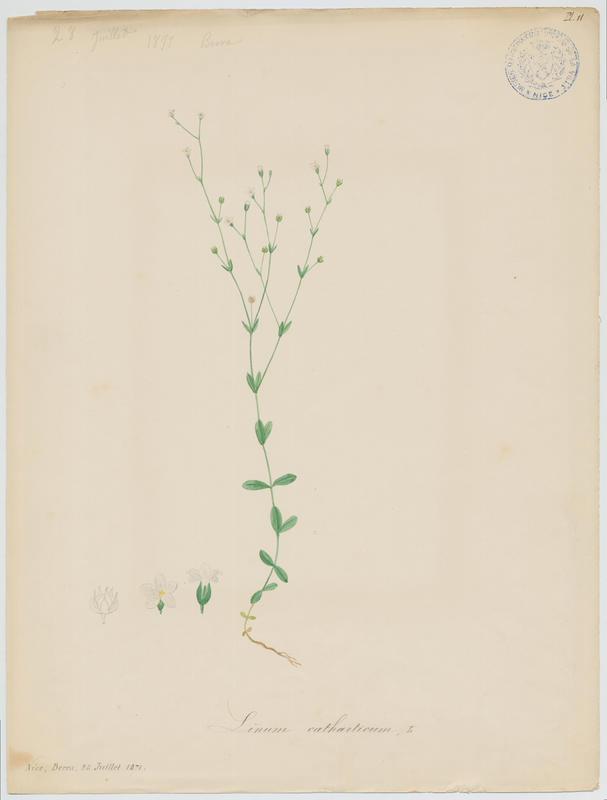 Lin cathartique ; Lin purgatif ; plante à fleurs
