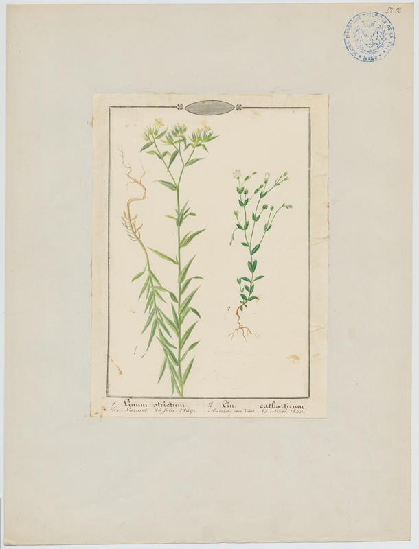 Lin cathartique ; Lin purgatif ; plante à fleurs