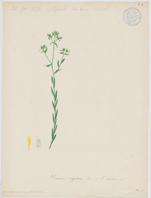Lin raide ; Lin dressé ; plante à fleurs