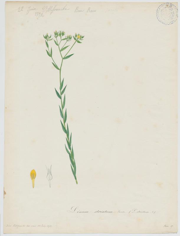 Lin raide ; Lin dressé ; plante à fleurs