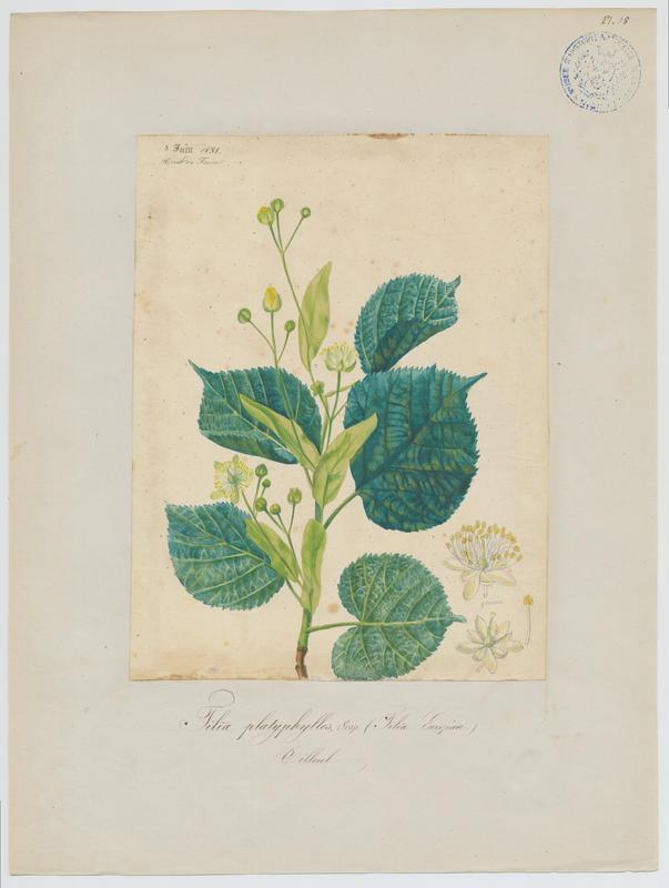 Tilleul ; plante à fleurs
