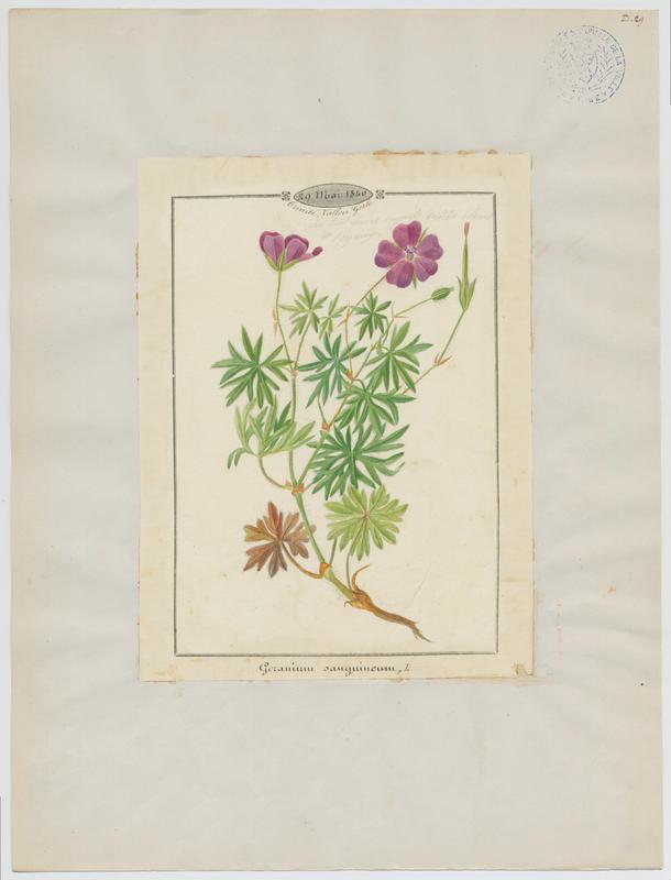 Géranium sanguin; plante à fleurs