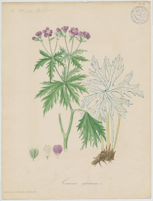 Géranium des bois ; plante à fleurs
