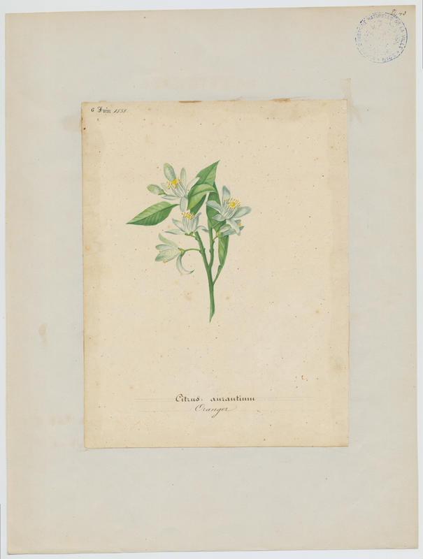 Oranger ; plante à fleurs