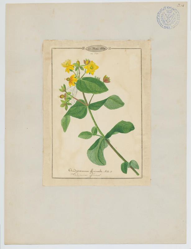 Androsème officinal ; plante à fleurs