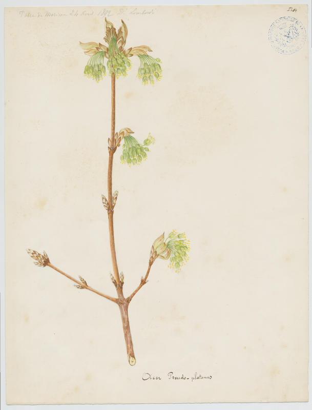 Erable sycomore ; plante à fleurs