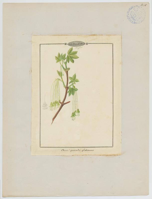 Erable sycomore ; plante à fleurs