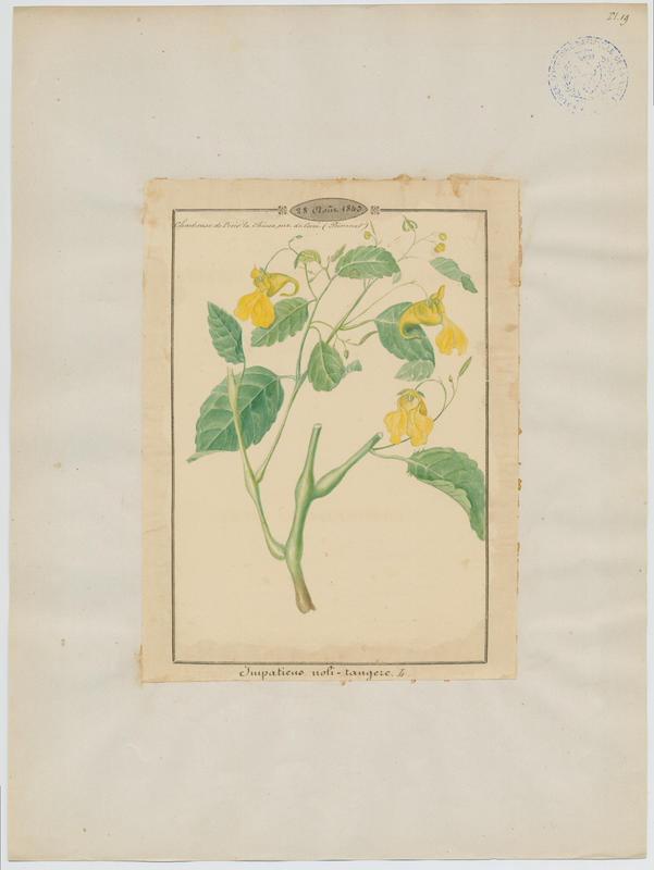 Balsamine des bois ; plante à fleurs