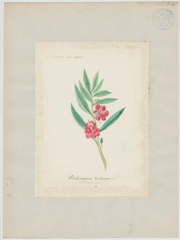 Balsamine ; plante à fleurs