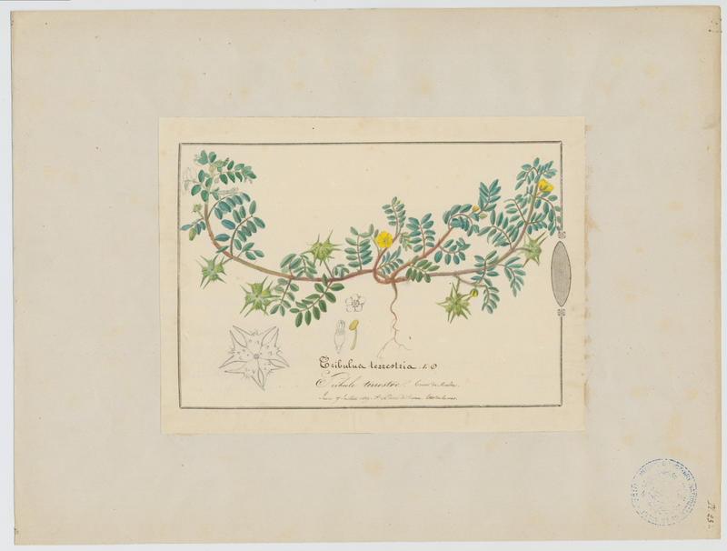 Tribule terrestre ; plante à fleurs