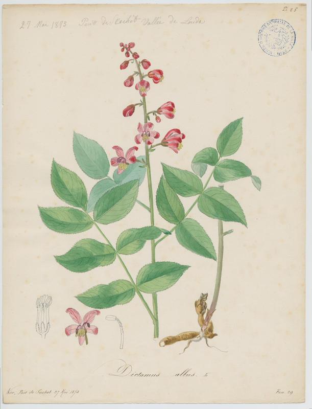 Dictame blanc ; plante à fleurs