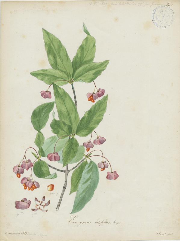 Fusain à larges feuilles ; plante à fleurs