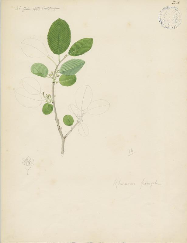 Bourdaine ; plante à fleurs