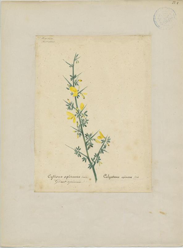 Genêt épineux ; plante à fleurs