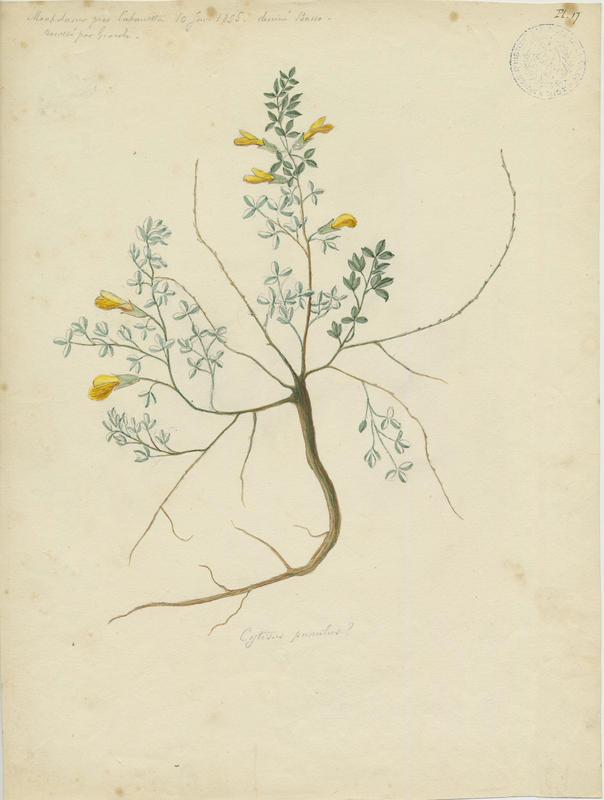 Cytise à fleurs en têtes ; plante à fleurs