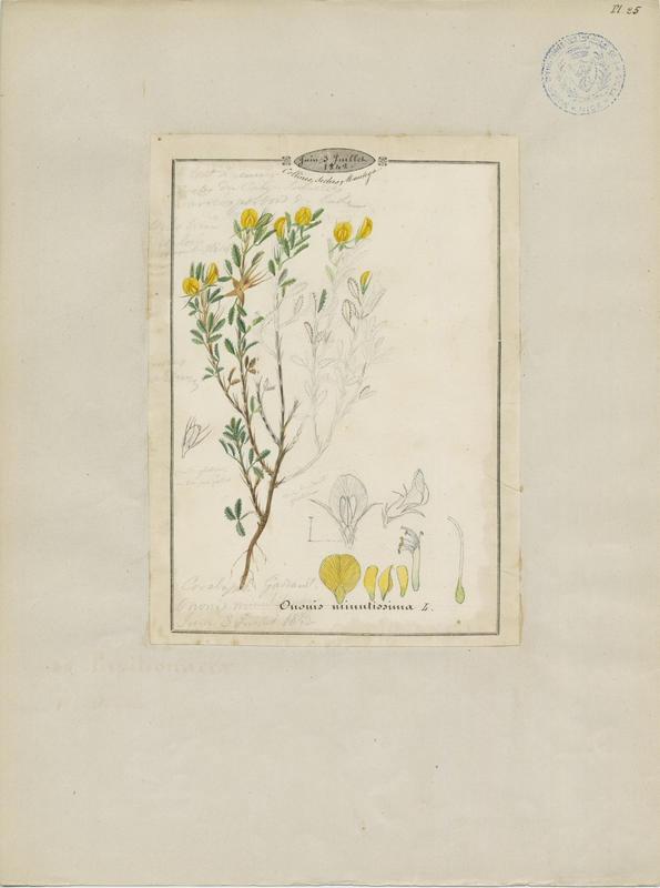 Bugrane très grêle ; plante à fleurs