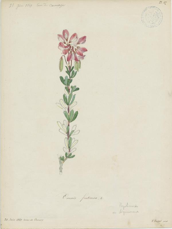 Bugrane buissonnante ; plante à fleurs