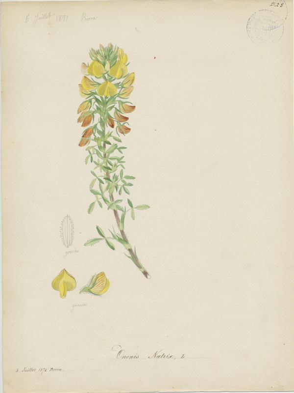 Bugrane fétide ; plante à fleurs