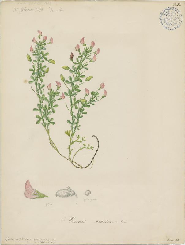 Bugrane à crête ; plante à fleurs