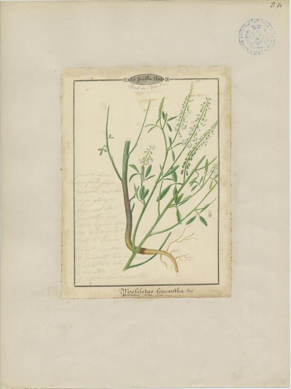 Mélilot blanc ; plante à fleurs
