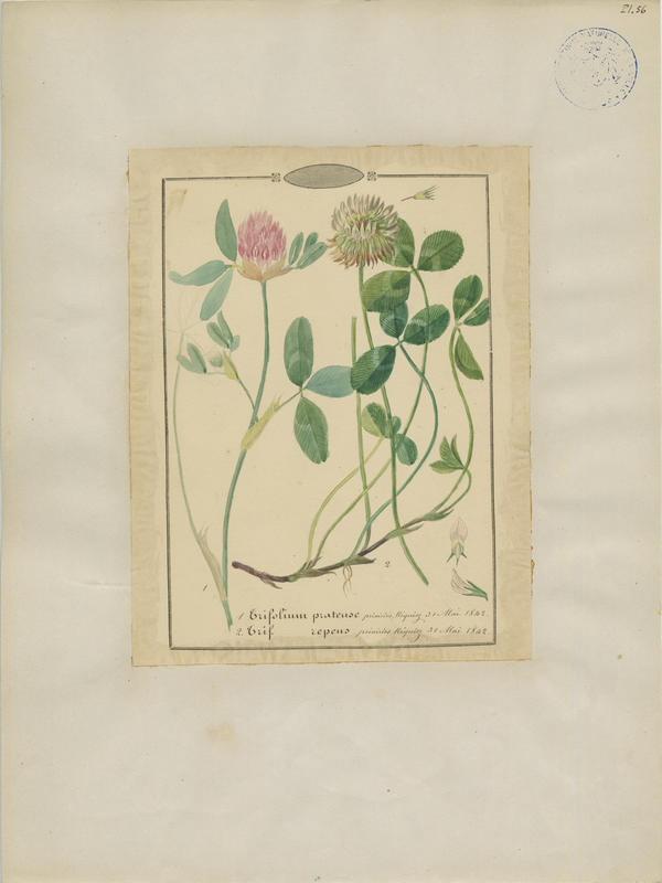 Trèfle blanc ; plante à fleurs