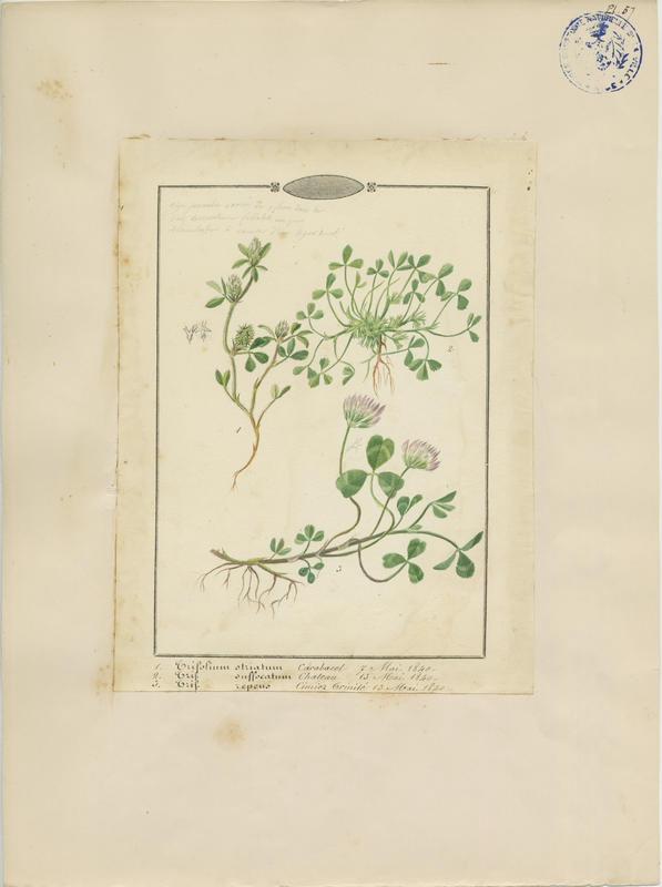 Trèfle blanc ; plante à fleurs